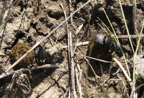 dung beetles