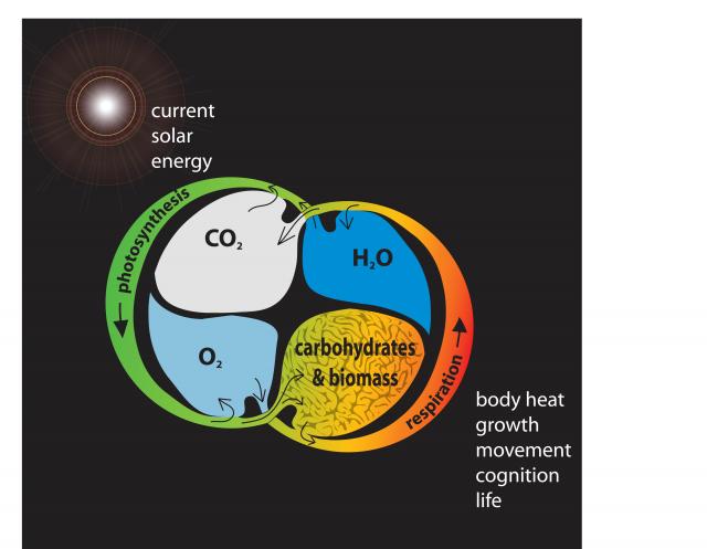 Photosynthesis