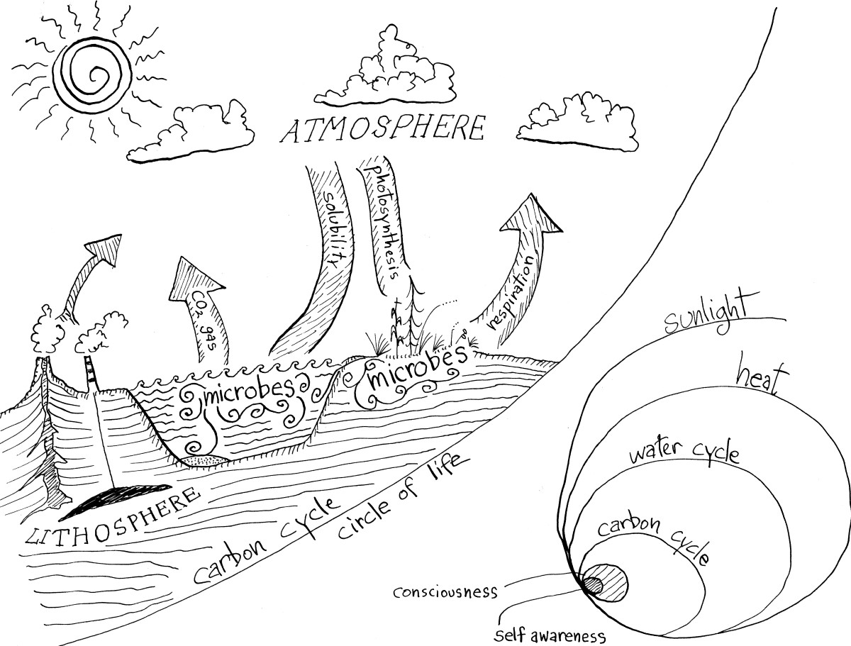 complex carbon cycle